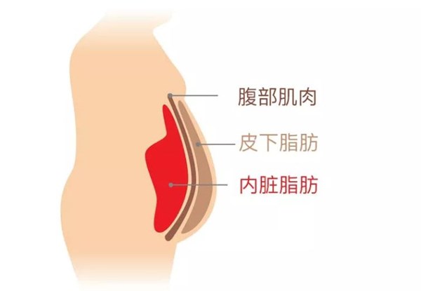 內(nèi)臟脂肪.jpg 內(nèi)臟脂肪.jpg